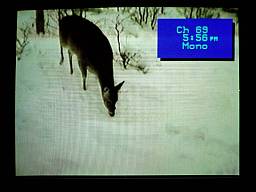 Deer01_22_08_4.JPG