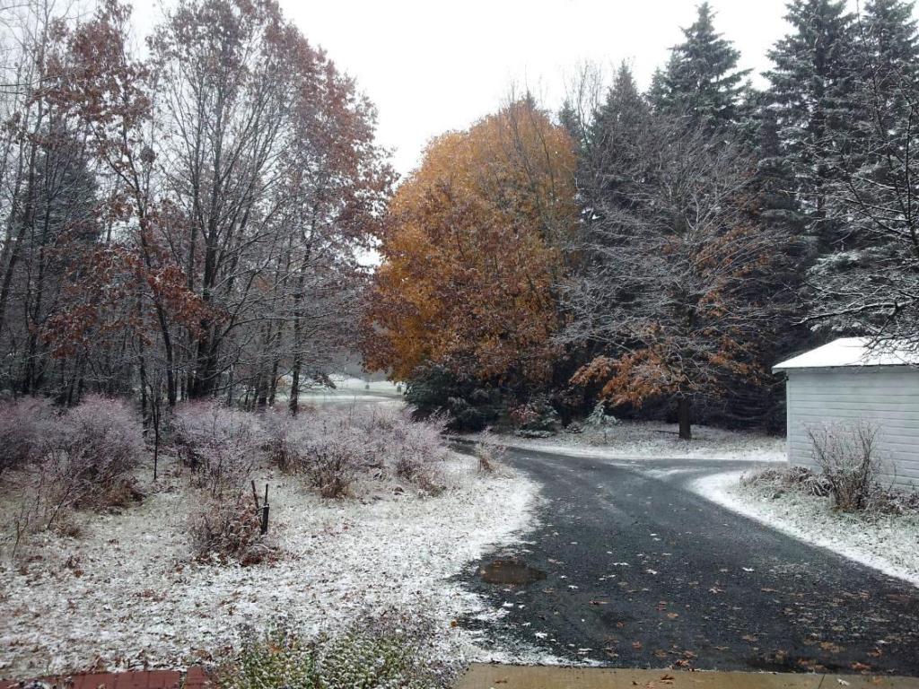 Snow_11-11-13.jpg